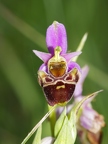 Ophrys bourdon