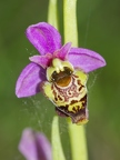 Ophrys bourdon