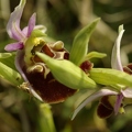 ophrys_bourdon_01.jpg
