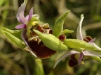 Ophrys bourdon