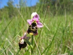 Ophrys bourdon