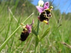 Ophrys bourdon