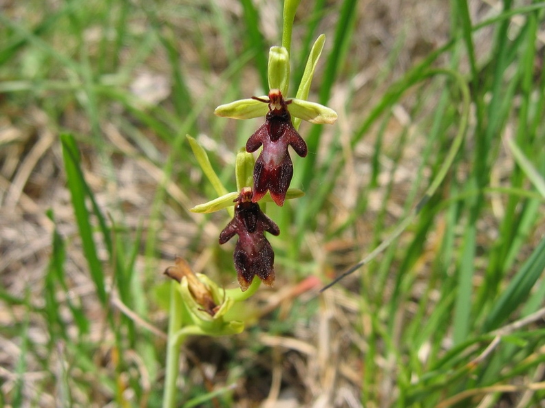 Ophrys_mouche_01.jpg