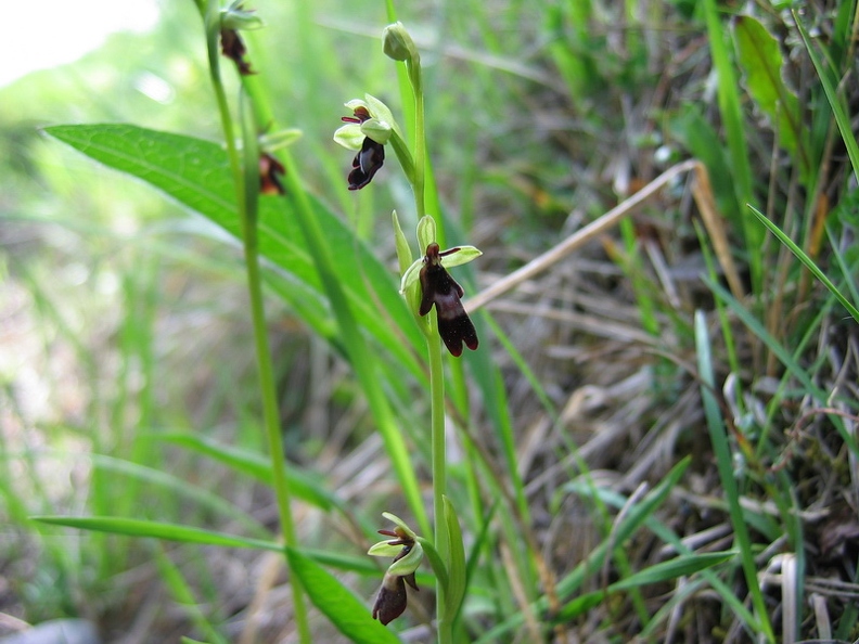 Ophrys_mouche_02.jpg