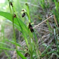 Ophrys_mouche_02.jpg