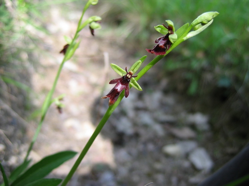 Ophrys_mouche_03.jpg