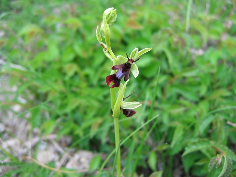 Ophrys_mouche_04.jpg
