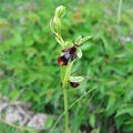 Ophrys_mouche_04.jpg