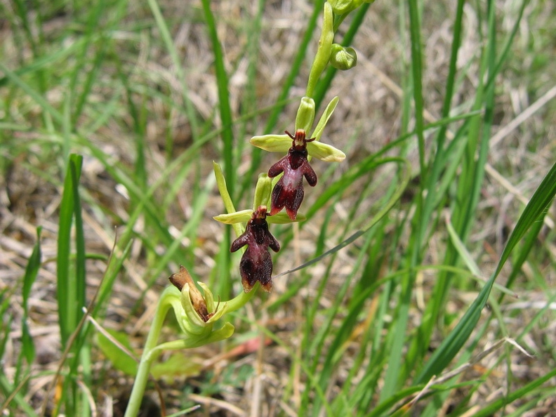 Ophrys_mouche_05.jpg