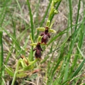 Ophrys_mouche_05.jpg