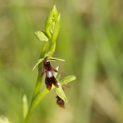 Ophrys insectifera