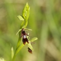 Ophrys_mouche_06.jpg
