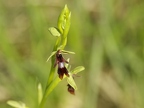 Ophrys mouche