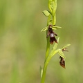 Ophrys_mouche_07.jpg