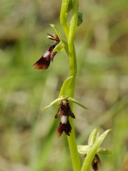 Ophrys_mouche_08.jpg