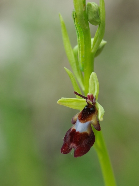 Ophrys_mouche_09.jpg