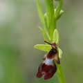 Ophrys_mouche_09.jpg