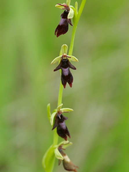 Ophrys_mouche_10.jpg