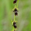 Ophrys_mouche_10.jpg
