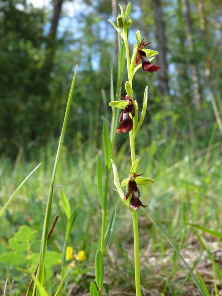 Ophrys_mouche_11.jpg