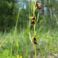 Ophrys_mouche_11.jpg