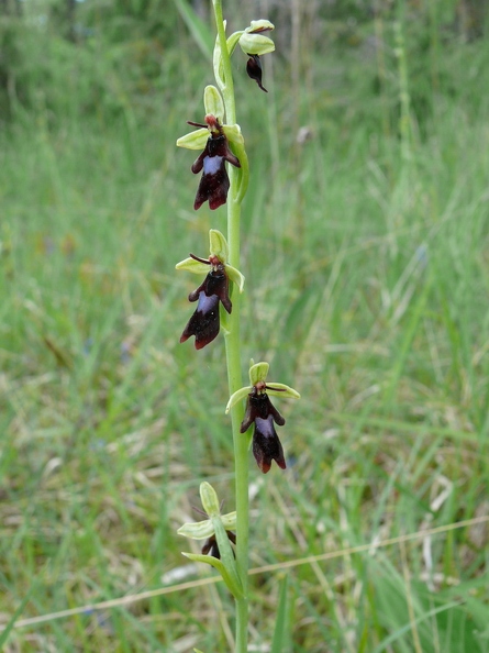 Ophrys_mouche_12.jpg