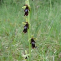 Ophrys_mouche_12.jpg