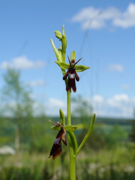 Ophrys_mouche_13.jpg