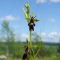 Ophrys_mouche_13.jpg