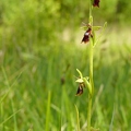 Ophrys_mouche_14.jpg