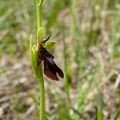Ophrys_mouche_15.jpg