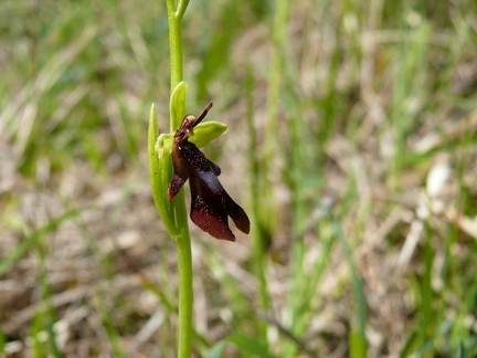 Ophrys mouche