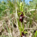 Ophrys_mouche_16.jpg
