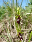 Ophrys mouche