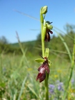 Ophrys mouche