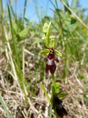 Ophrys mouche