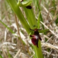 Ophrys_mouche_19.jpg