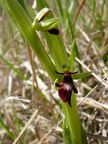 Ophrys mouche