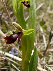 Ophrys mouche