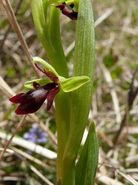 Ophrys_mouche_20.jpg