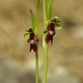 Ophrys_mouche_21.jpg