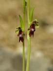 Ophrys mouche