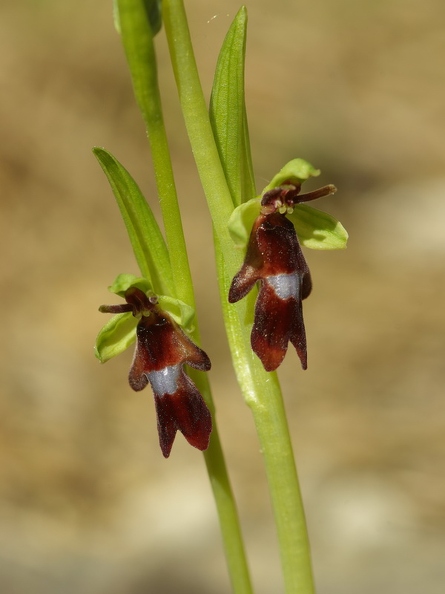 Ophrys_mouche_22.jpg