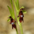 Ophrys_mouche_22.jpg