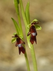 Ophrys mouche