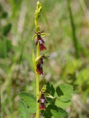 Ophrys mouche