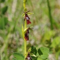 Ophrys_mouche_23.jpg