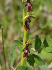 Ophrys mouche