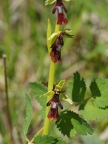 Ophrys mouche