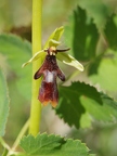 Ophrys mouche